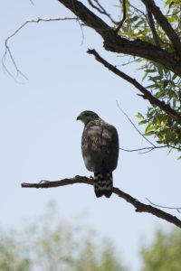 One of two black hawk juveniles born in 2017 in Watson Woods Riparian Preserve.