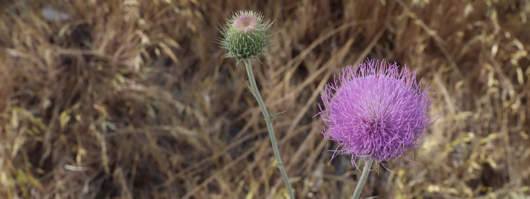 New Mexico Thistle - Not a Weed - 📷 M Byrd