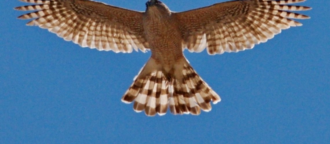 Backlit flying Cooper's Hawk_08c