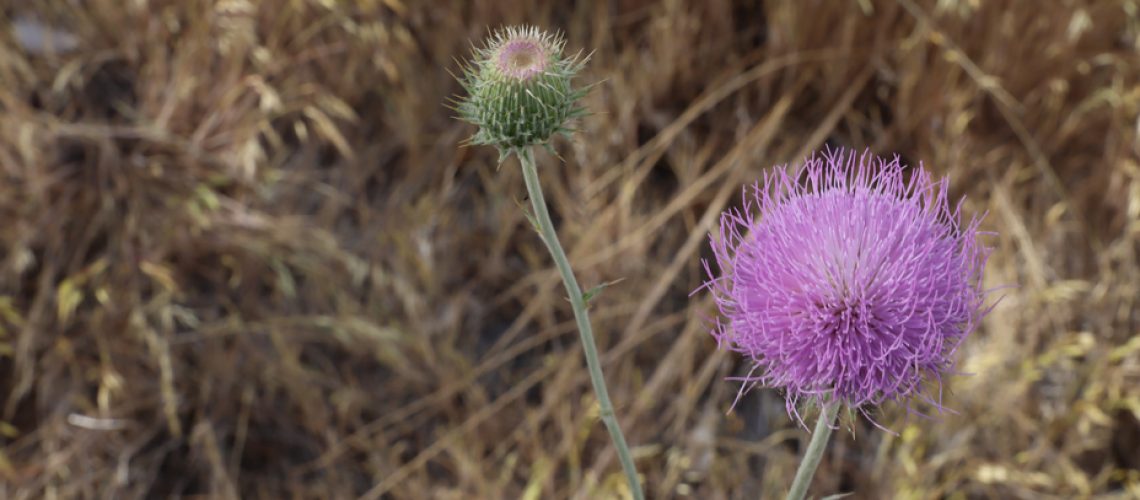 New Mexico Thistle - Not a Weed - 📷 M Byrd
