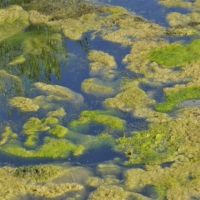 Algal patterns, Willow Lake_2 (Medium)-200x200