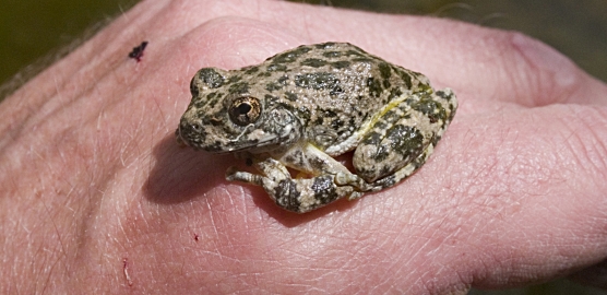 Frog (1)