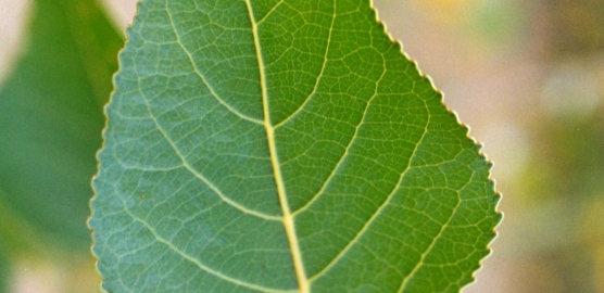 POHI Leaf
