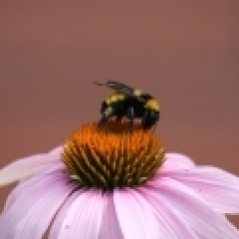 Bombus sonorus- Sonoran Bumble Bee