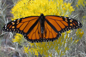 Monarch in Watson Woods Riparian Preserve
Photo Credit: Denise and Rob Gibbs