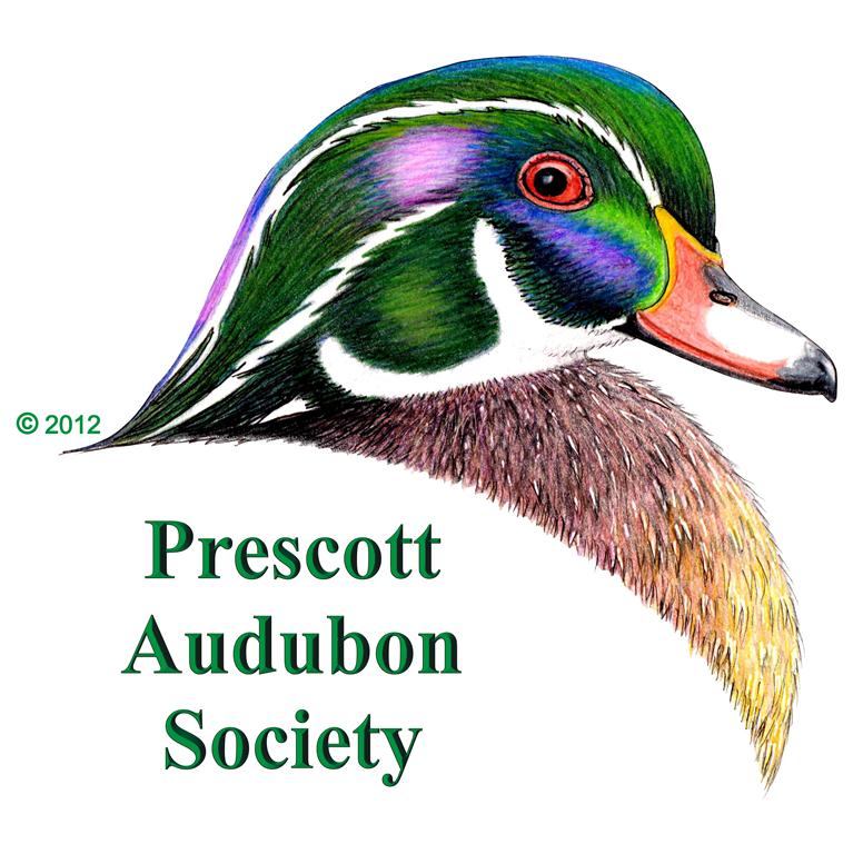 Audubon Logo - Wood Duck - square (Medium)