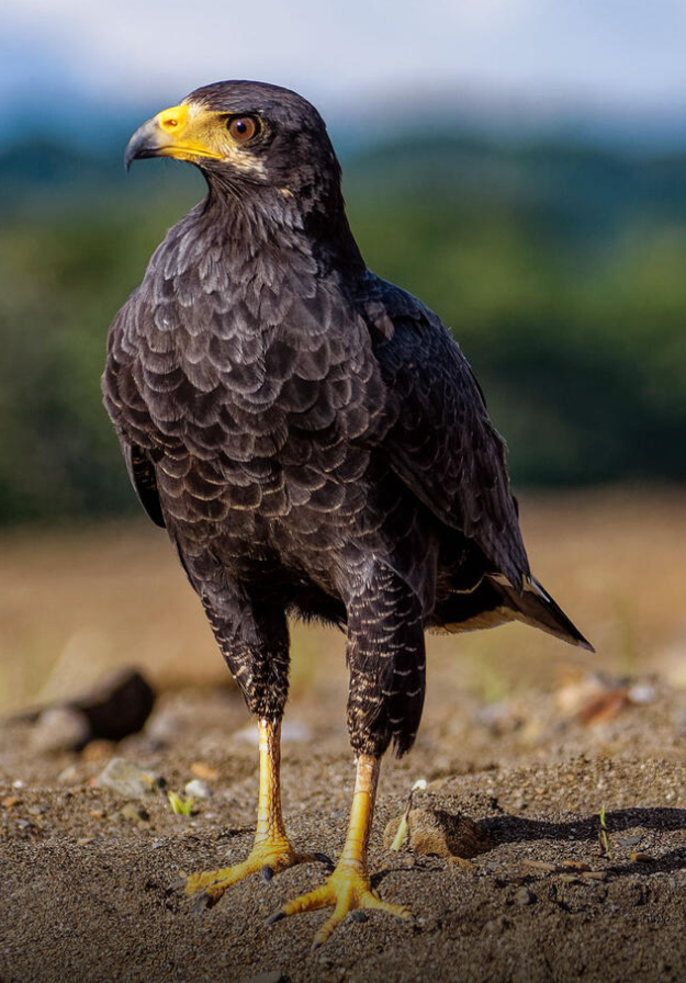 https://www.audubon.org/field-guide/bird/common-black-hawk