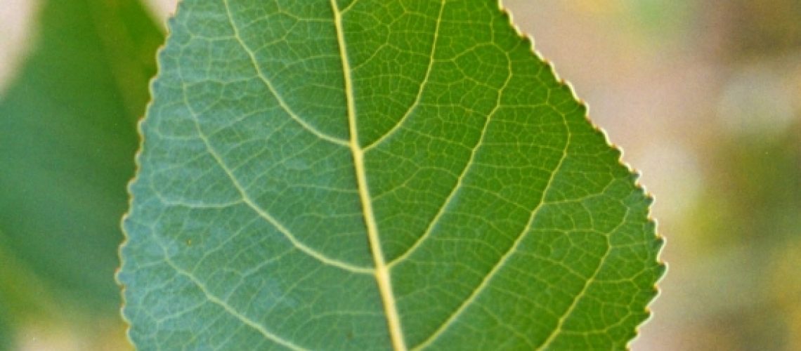 POHI Leaf