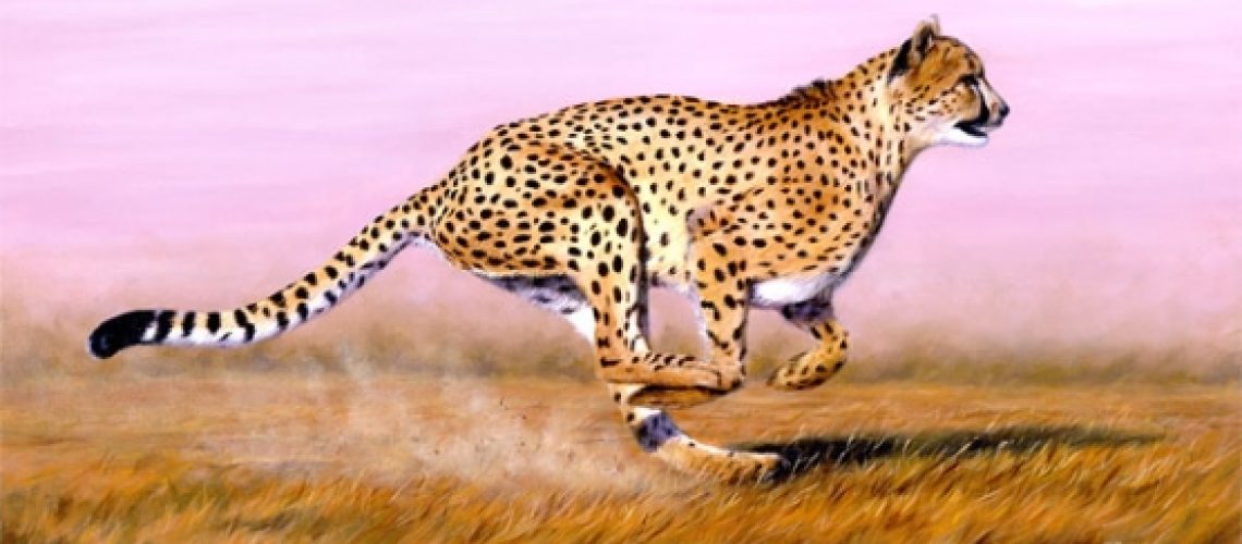 cheetah-running2