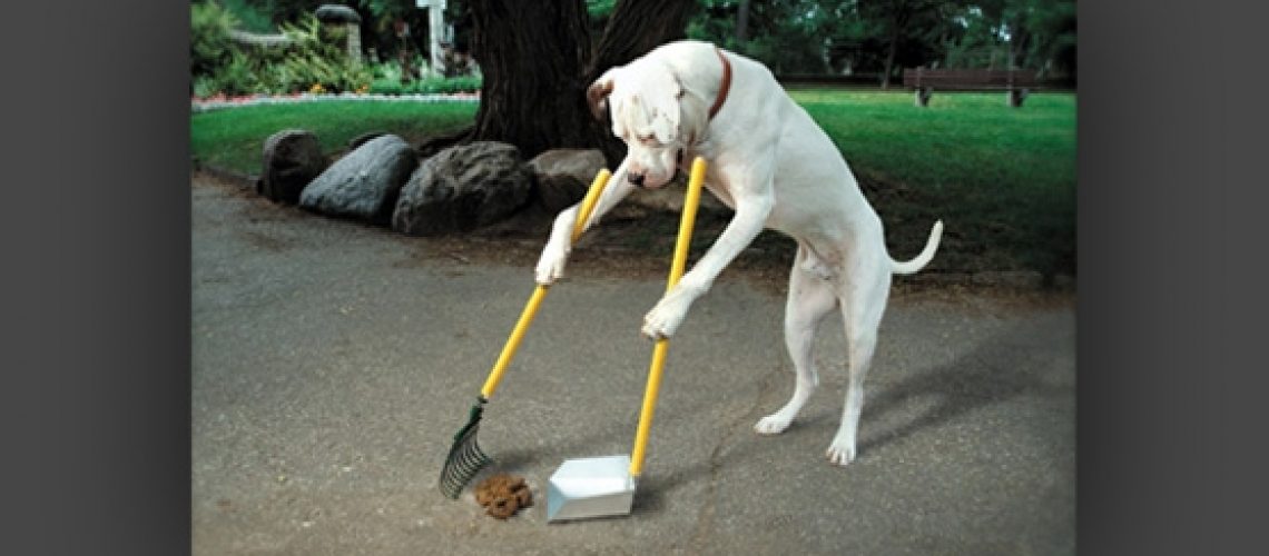 dog-poop-scoop