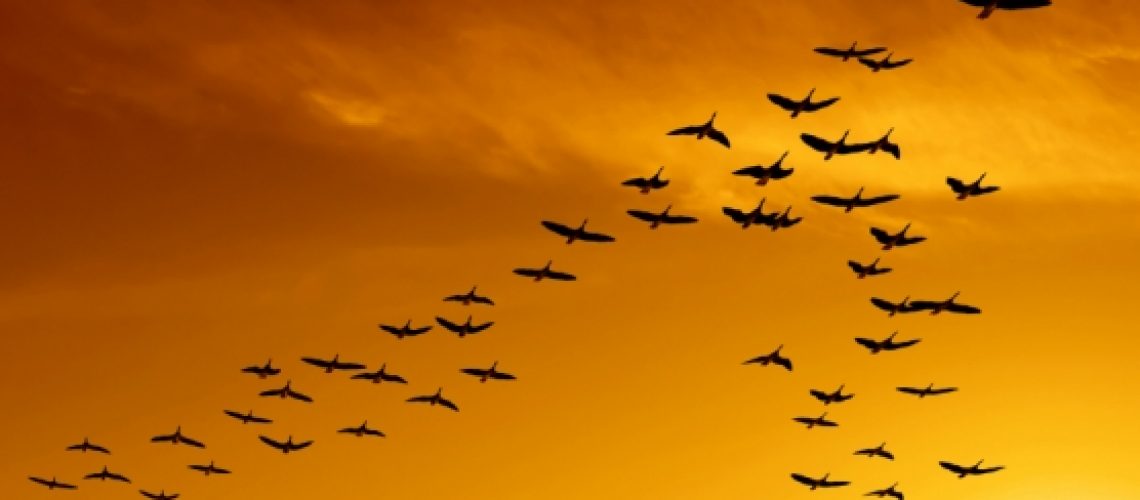 geese_v_formation